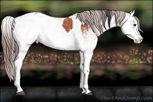 Horse Color:White Spotted Bay Splash and White Spotted Bay Splash Blanket