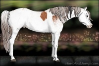 Horse Color:White Spotted Bay Splash  and White Spotted Bay Splash Appaloosa 