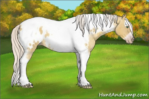 Horse Color:Gray Silver Amber Cream Champagne Roan Dun Splash Tobiano Frame Appaloosa Rabicano