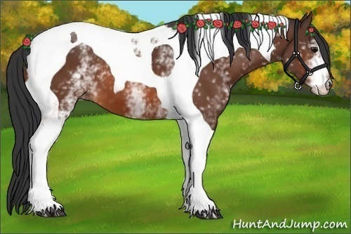 Horse Color:White Spotted Bay Tobiano 