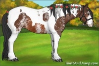Horse Color:White Spotted Bay Tobiano