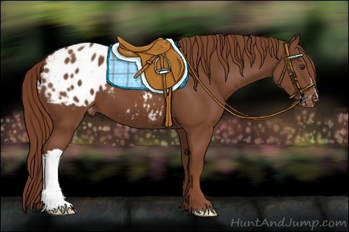 Horse Color:Chestnut Appaloosa 