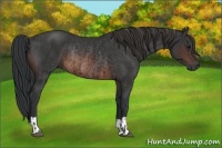 Horse Color:Brown Rabicano and Brown Rabicano