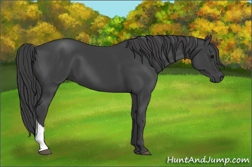 Horse Color:Smoky Black 