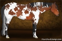 Horse Color:White Spotted Bay 