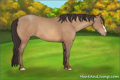 Horse Color:Amber Champagne 