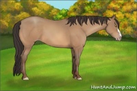 Horse Color:Amber Champagne