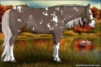 Horse Color:White Spotted Silver Black Sabino Splash Rabicano 