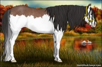 Horse Color:Bay Roan Splash Rabicano 