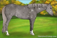 Horse Color:Silver Black Rabicano 