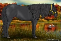Horse Color:Black Rabicano 