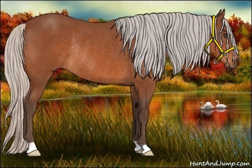 Horse Color:Silver Bay Rabicano 