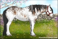 Horse Color:White Spotted Buckskin