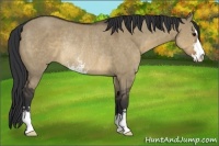 Horse Color:Brown Dun Sabino Rabicano