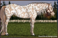 Horse Color:Gold Champagne Near Leopard  and Amber Champagne Near Leopard 