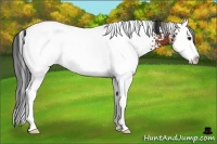 Horse Color:White Spotted Brown Splash Appaloosa 