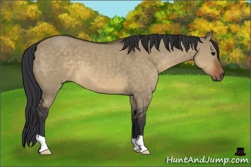 Horse Color:Brown Dun 