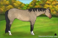 Horse Color:Brown Dun 