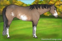 Horse Color:Bay Dun Splash Frame  and Bay Dun Splash Frame 