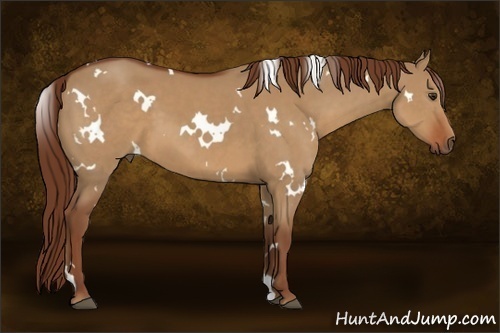 Horse Color:White Spotted Red Dun 