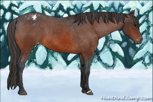 Horse Color:Bay Appaloosa 