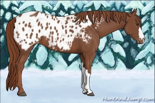 Horse Color:Chestnut Near Leopard 