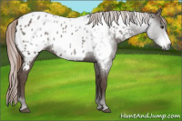 Horse Color:Gray Chestnut Frame Appaloosa