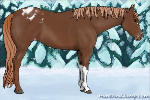Horse Color:Chestnut Appaloosa 