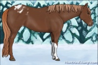 Horse Color:Chestnut Appaloosa