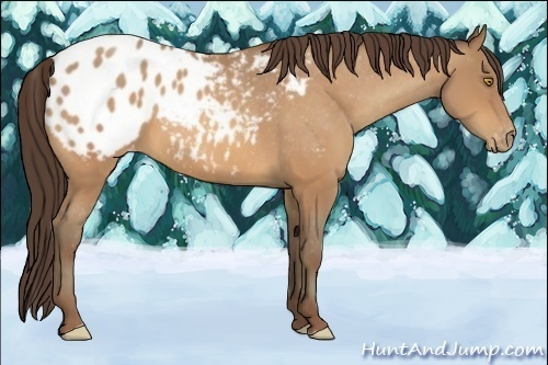 Horse Color:Amber Champagne Appaloosa 