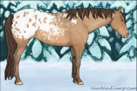 Horse Color:Amber Champagne Appaloosa 