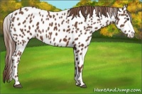 Horse Color:Chestnut Appaloosa