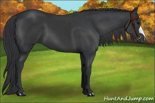 Horse Color:Black 