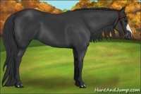 Horse Color:Black 