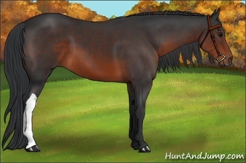 Horse Color:Brown 