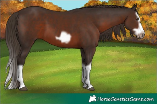 Horse Color:Liver Chestnut Splash Frame 