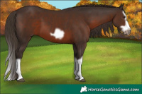 Horse Color:Liver Chestnut Splash Frame 