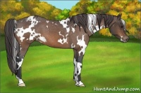 Horse Color:White Spotted Brown Appaloosa