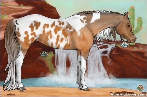 Horse Color:Buckskin Tobiano Appaloosa