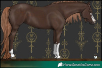 Horse Color:Liver Chestnut 