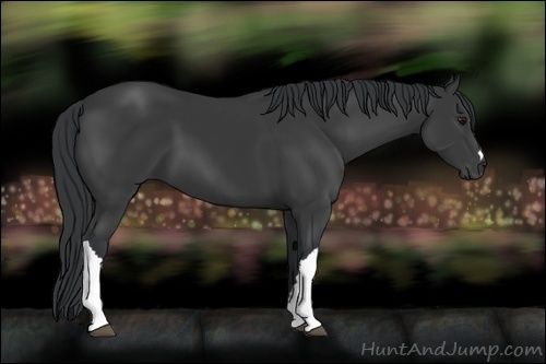 Horse Color:Black 