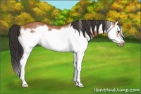 Horse Color:Bay Splash Frame 