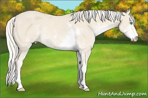 Horse Color:Cremello Sabino 