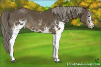 Horse Color:White Spotted Chocolate Palomino Sabino Rabicano