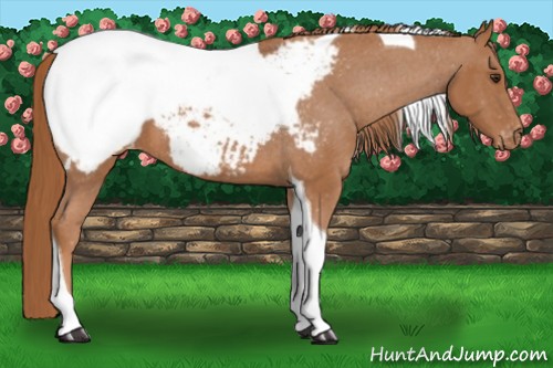 Horse Color:Chestnut Tobiano Appaloosa 