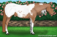 Horse Color:Chestnut Tobiano Appaloosa 