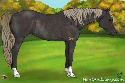Horse Color:Liver Chestnut Rabicano 