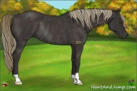 Horse Color:Liver Chestnut Rabicano 