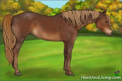 Horse Color:Liver Chestnut 