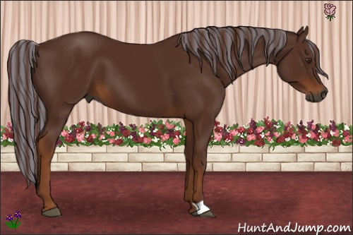 Horse Color:Gray Painted Chestnut 